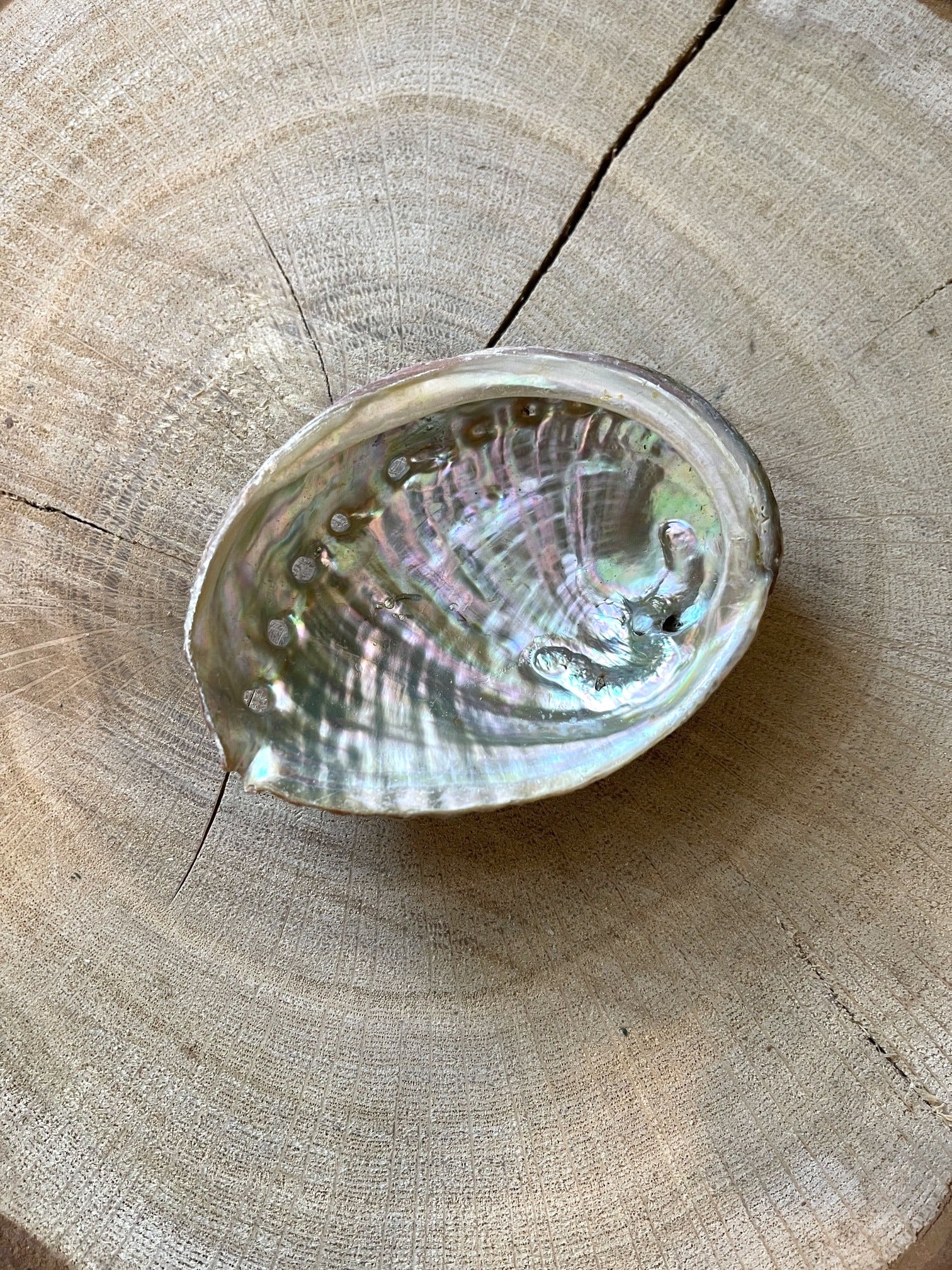 Abalone Muschel mit besonderem Glanz