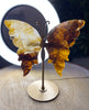 Golden Healer Schmetterling