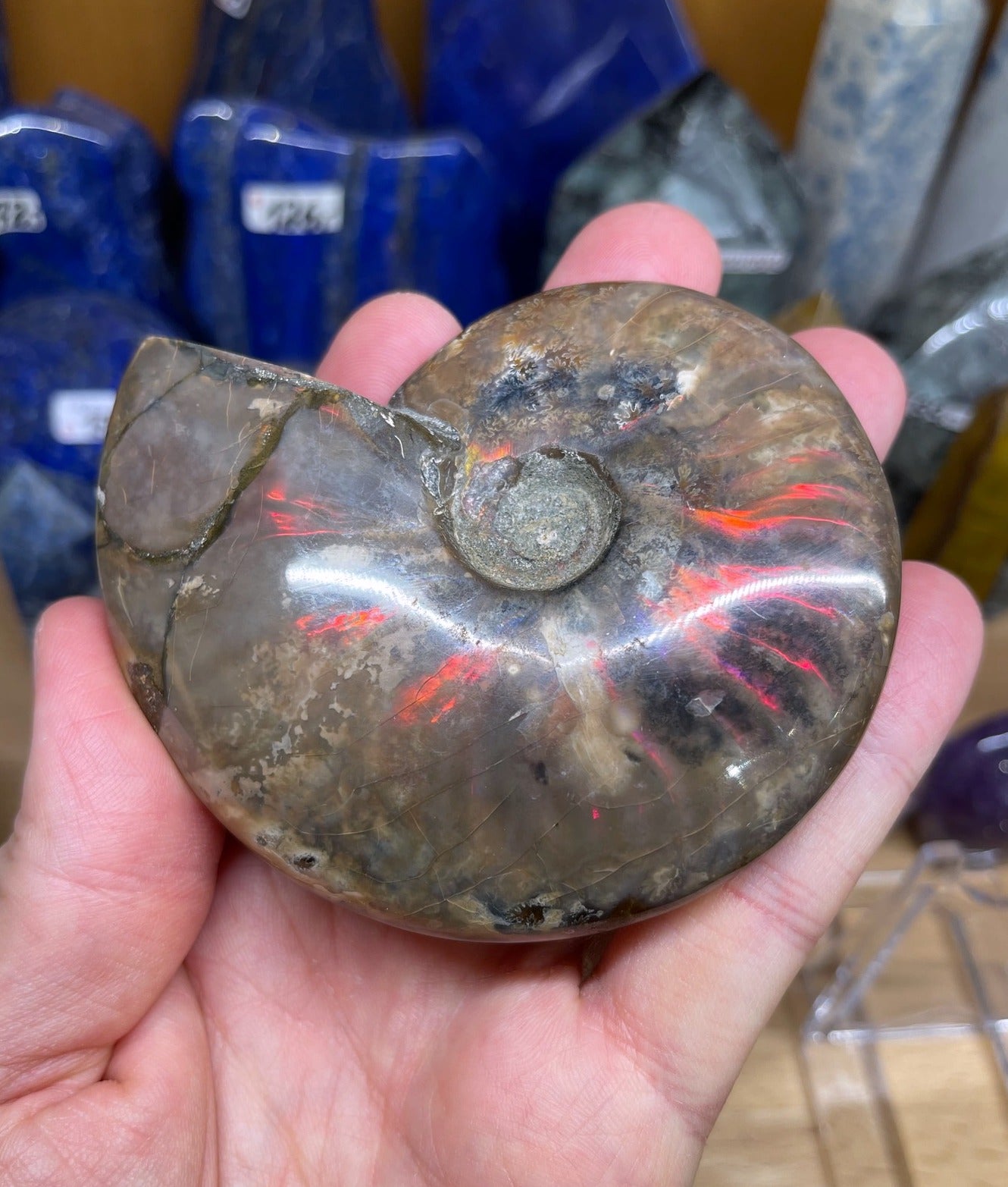 Großer Opalisierter Ammonit