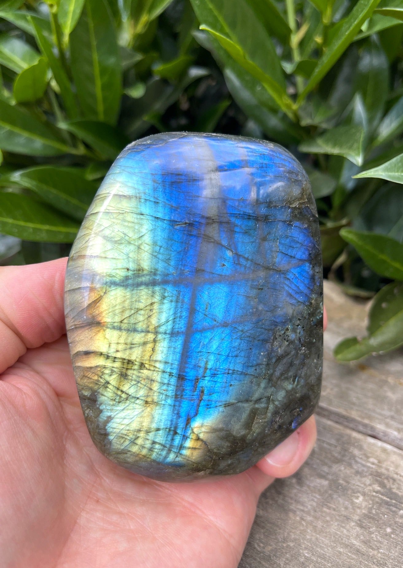 Blau, goldener Labradorit - Designstück (A-Qualität)