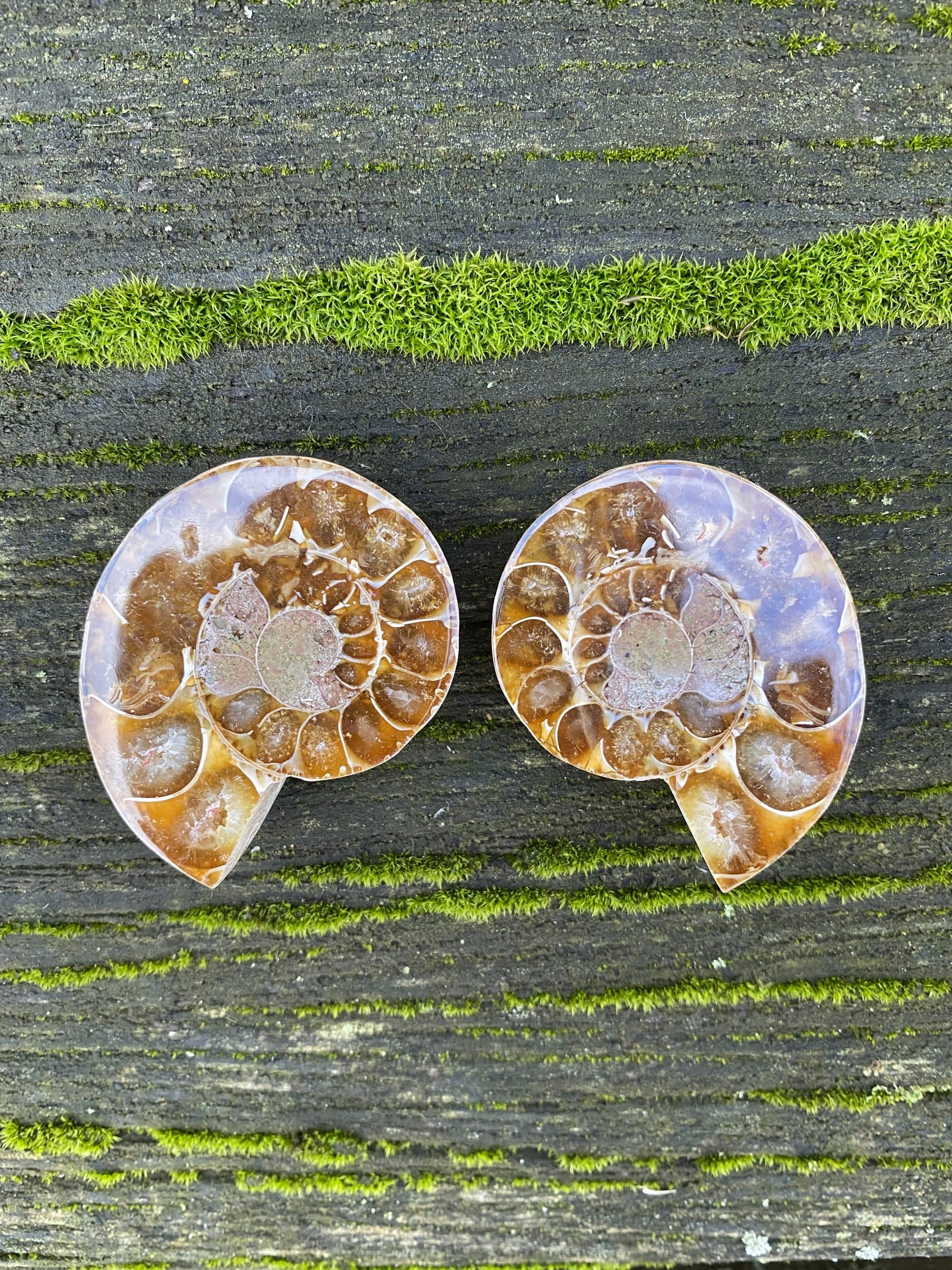 Ammoniten Paar