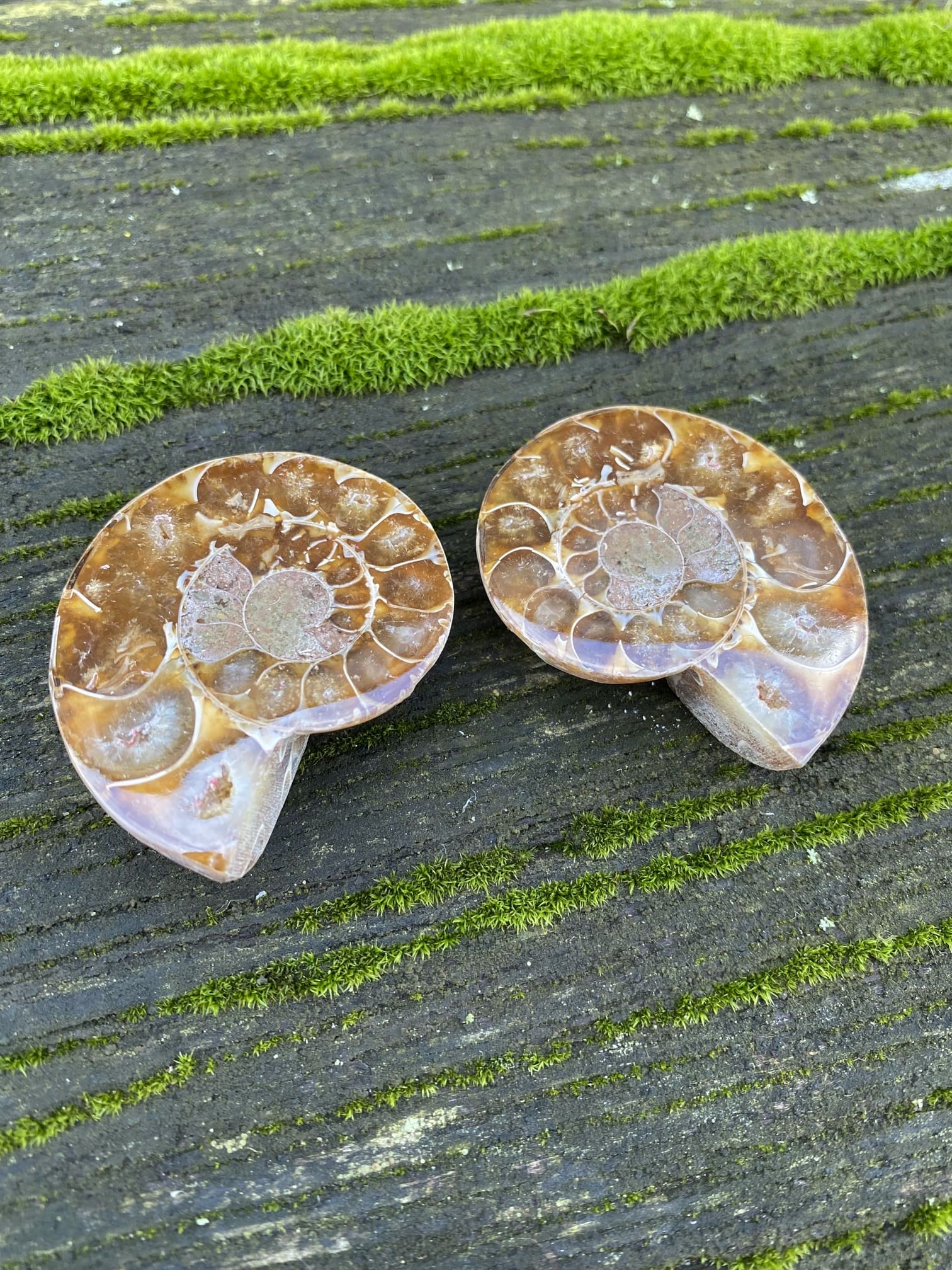 Ammoniten Paar