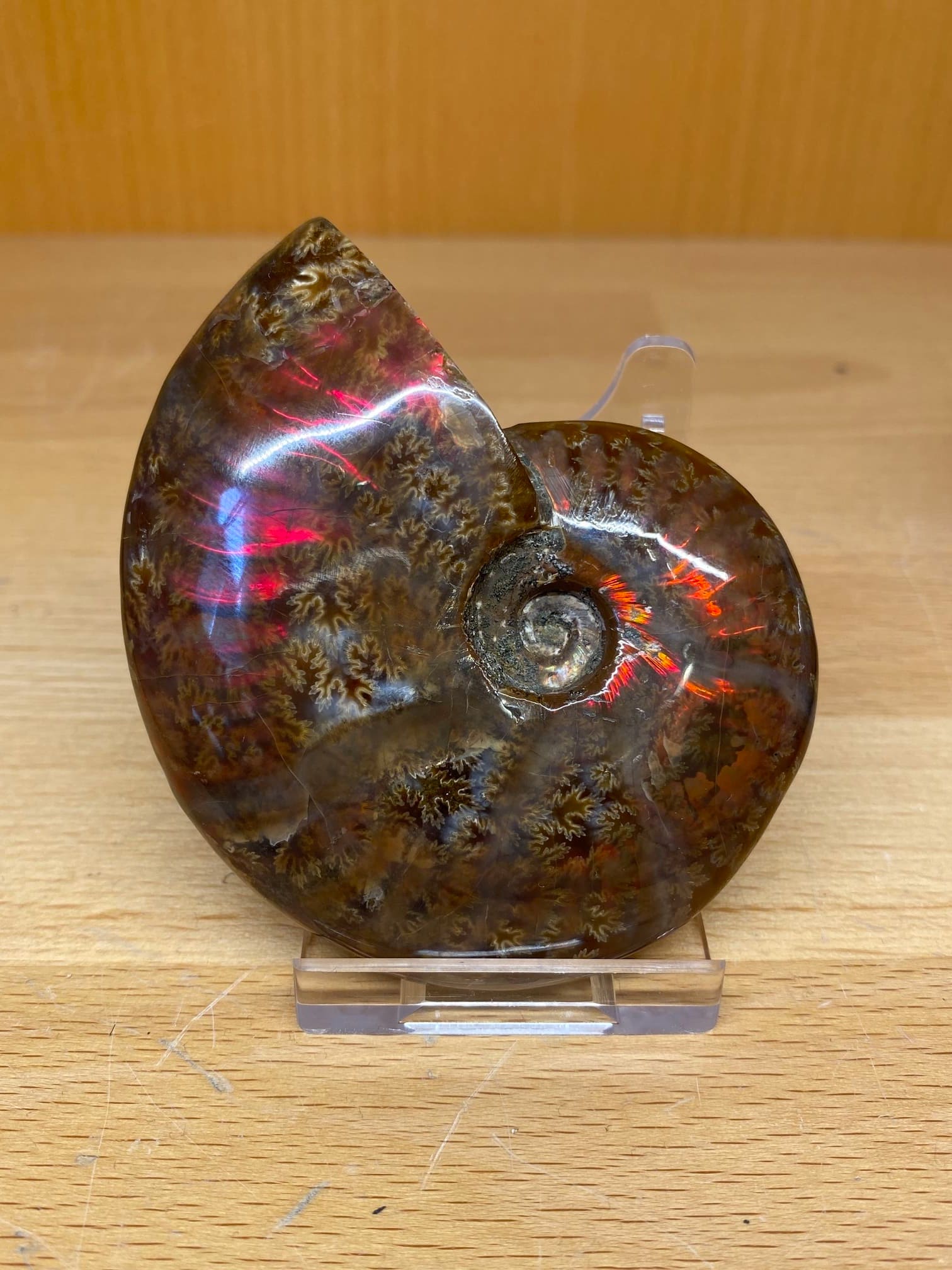 Opalisierter Ammonit