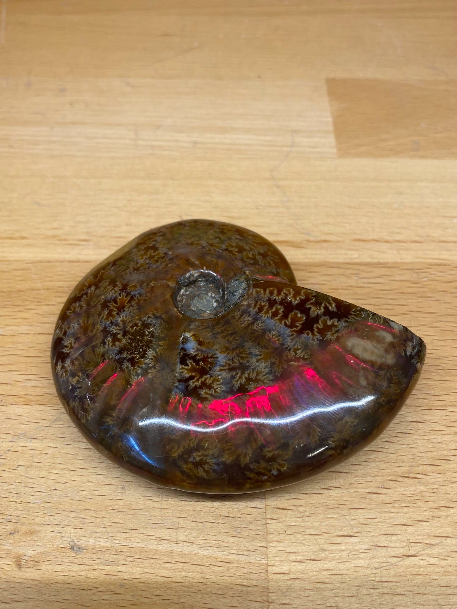 Opalisierter Ammonit